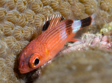 Saddle Squirrelfish (Sargocentron coruscum)