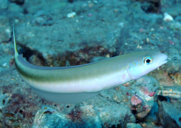 sand tilefish