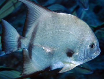 spadefish