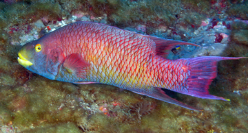 Spanish hogfish