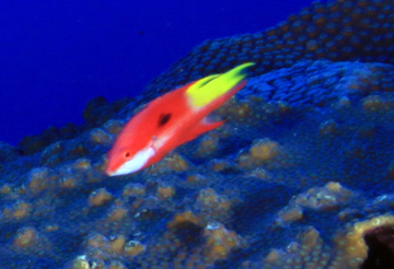 Spotfin Hogfish (Bodianus pulchellus)