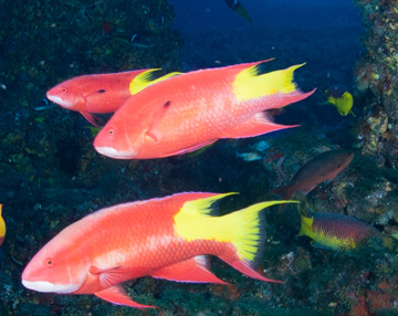 Spotfin Hogfish (Bodianus pulchellus)