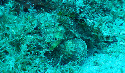 Spotted Scorpionfish (Scorpaena plumieri)