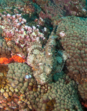 Spotted Scorpionfish (Scorpaena plumieri)