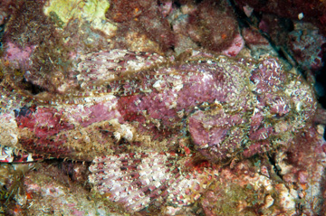 Spotted Scorpionfish (Scorpaena plumieri)