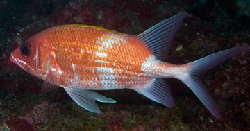 Squirrelfish (Holocentrus adscensionis)