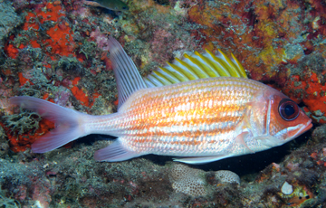 squirrelfish