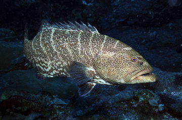 Tiger Grouper (Mycteroperca tigris)