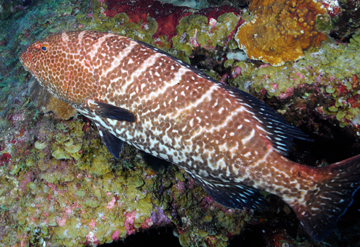 Tiger Grouper (Mycteroperca tigris)