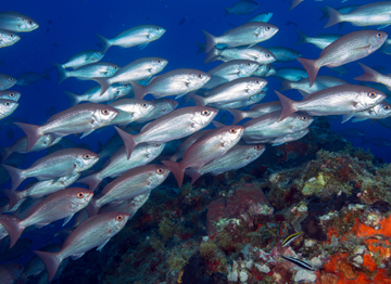 Vermillion Snapper (Rhomboplites aurorubens)