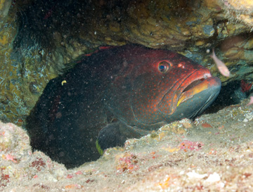 Yellowfin Grouper (Mycteroperca venenosa)