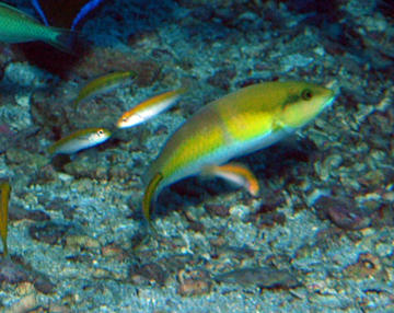 Yellowhead Wrasse (Halichoeres garnoti)