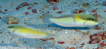 Yellowhead Wrasse (Halichoeres garnoti)