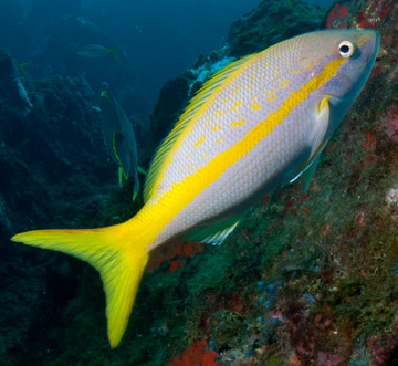 Yellowtail Snapper (Ocyurus Chrysurus)