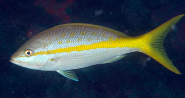 Yellowtail Snapper (Ocyurus chrysurus)