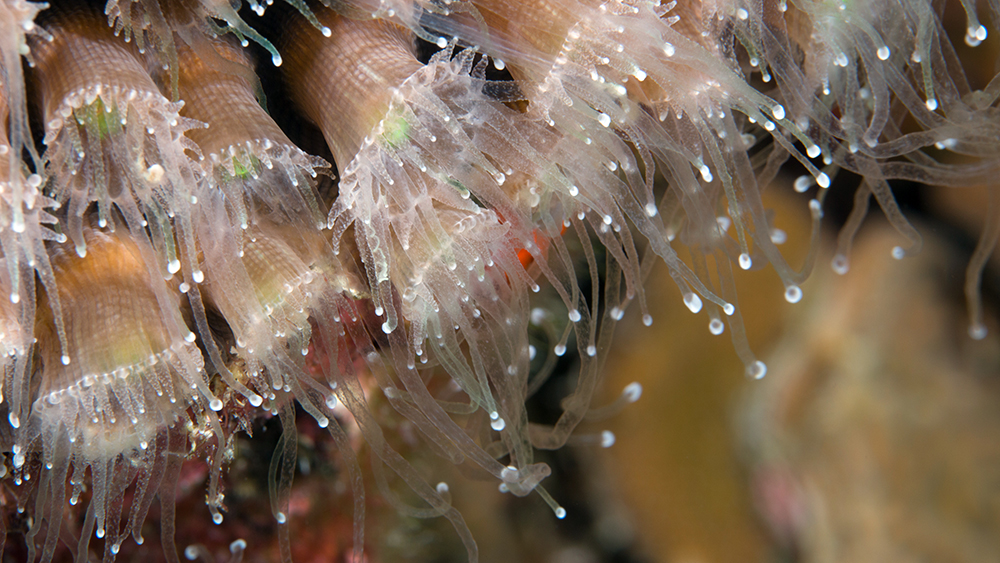 Coral polyps