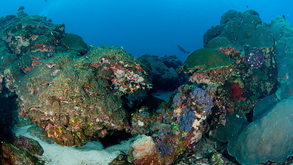 Narrow sand channel running between tall sections of coral reef.