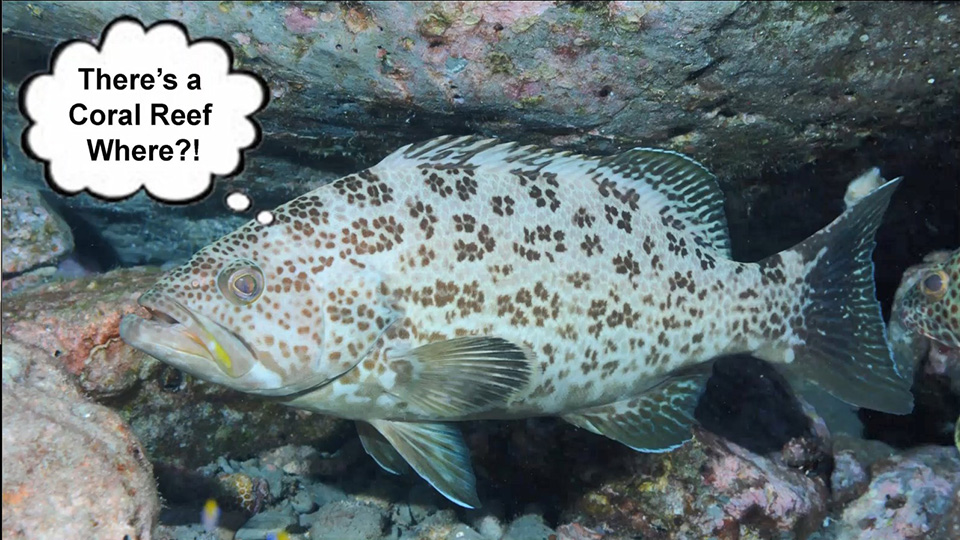 A brown speckled fish with its mouth slightly open and a thought bubble that says, There's a Coral Reef Where?