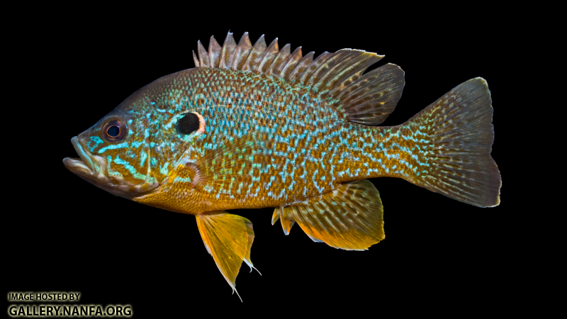 Green Sunfish - Lepomis cyanellus x Pumpkinseed - Lepomis gibbosus