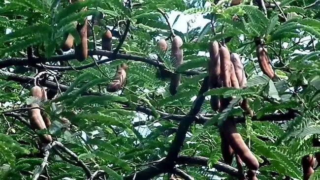 Tamarind Tree Care