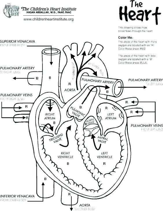 Heart Anatomy And Physiology Coloring Pages image.