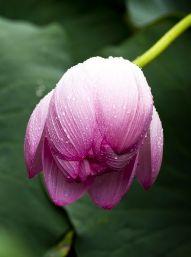 Lotus Leaf in Rain