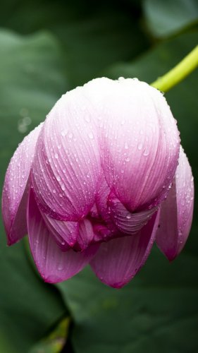 Lotus Leaf in Rain