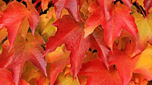 Red Maple Leaves Wallpaper