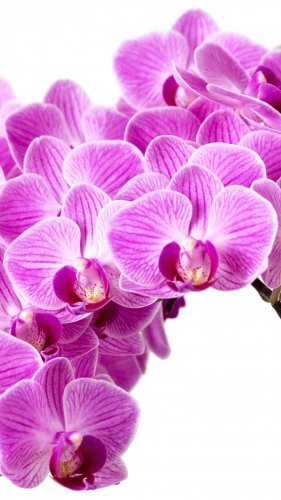 Purple Orchid