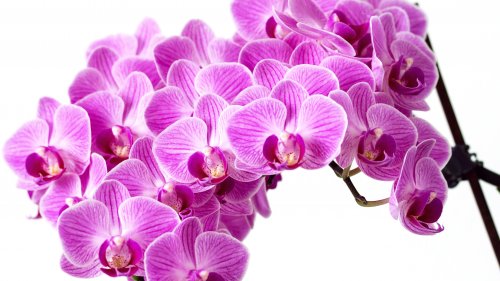 Purple Orchid Wallpaper