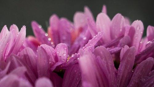 Pink Flowers Wallpaper