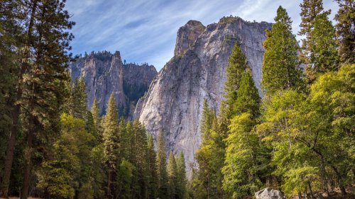 Mountain Trees Wallpaper