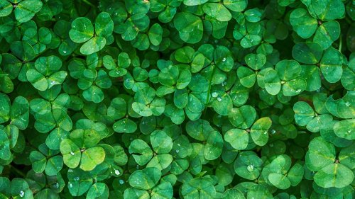 Irish Clovers Wallpaper