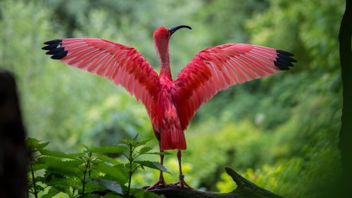 Scarlet Ibis Spreading Its Wings Wallpaper