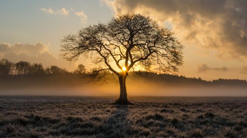 Sunrise in the Trees Wallpaper