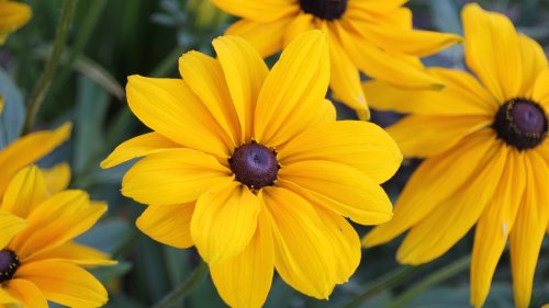 Black Eyed Susan Flowers Wallpaper