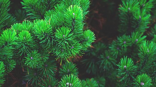 Pine Needles Wallpaper