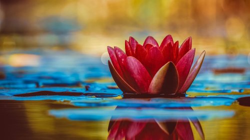 Water Lily Wallpaper