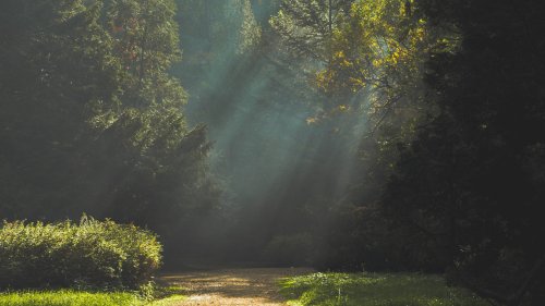 Light Coming Through the Trees Wallpaper