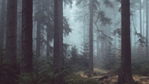 Misty Forest Wallpaper