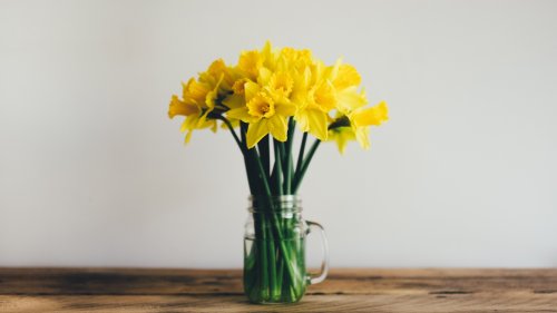 Daffodils Wallpaper