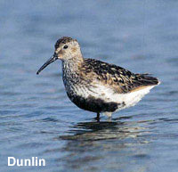 Dunlin