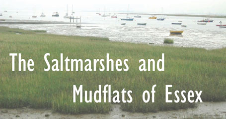 The Saltmarshes and Mudflats of Essex