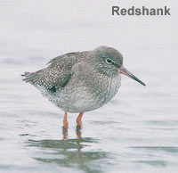 Redshank