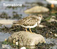 Turnstone