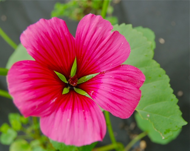 Malope