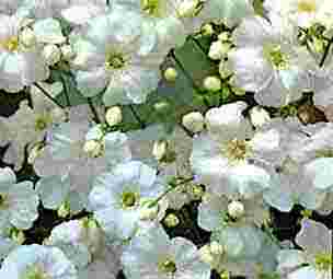 Gypsophila