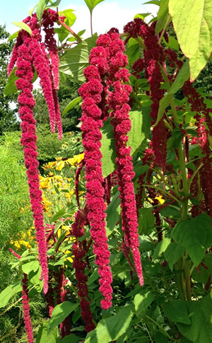 Amaranthus