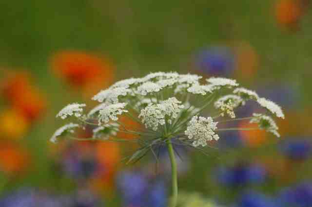 Ammi Majus