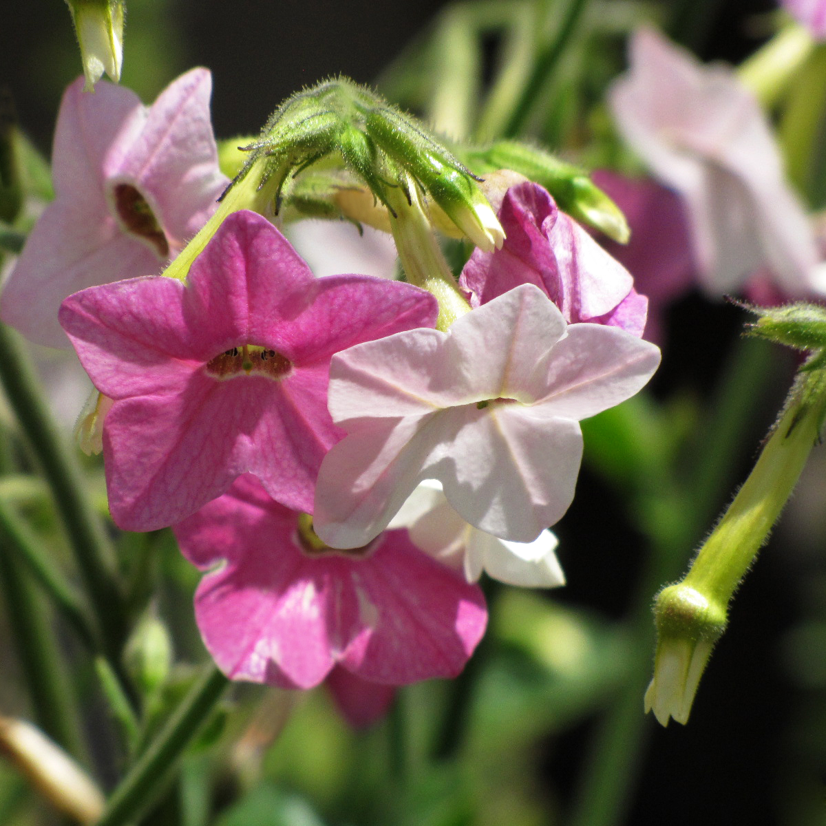 Nicotiana